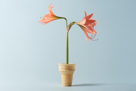 creative gardening concept. Amaryllis flower grew out of a wafer cup.の写真素材