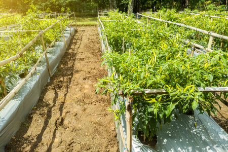 Plantation with Thai or Chilean peppers. Thai pepper cultivation process in Indonesia.の写真素材