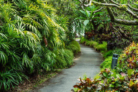Asphalt path through a tropical garden in cloudy weather.の写真素材