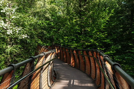 A winding pedestrian bridge with wooden railings passing through a dense forest, surrounded by tall trees and greeneryの写真素材