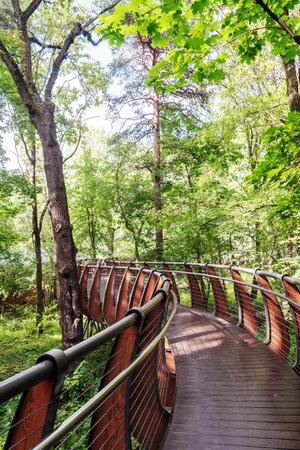 Wooden bridge winding through forest with tall treesの写真素材