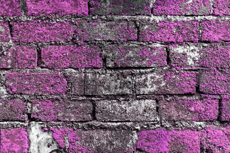 A textured brick wall covered with purple moss, creating a striking natural contrastの写真素材