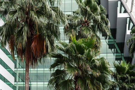 Tall palm trees contrasting against a modern glass building, highlighting the balance between nature and urban architectureの写真素材