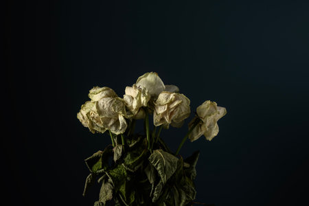 Withered white roses with dry leaves against a deep dark background, creating a dramatic and melancholic atmosphere. Symbol of fading beauty.の写真素材