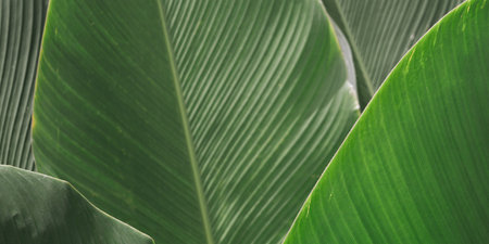 Close-up of tropical banana leaves with rich green color and detailed texture. The natural pattern...