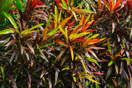 Tropical shrub with bright narrow leaves in red, yellow, and green shades, creating a picturesque...
