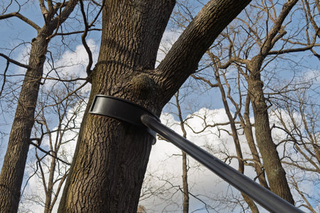 Tree trunk supported by sturdy metal brace in early spring park under clear sky, showing care, stability and urban environmental maintenance.の写真素材