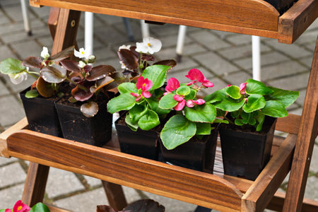 Bright potted begonias with white and pink blossoms displayed on a wooden garden stand bring a lively touch to an outdoor patio scene.の写真素材
