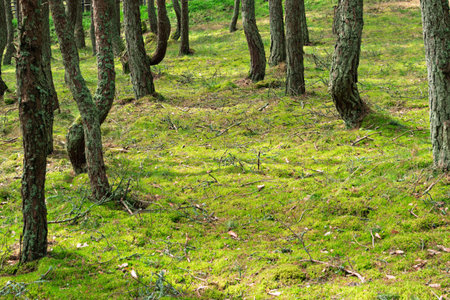 Sunlit moss and twisted pine trunks create a bright carpet in a tranquil forest, radiating freshness and harmony with nature.の写真素材