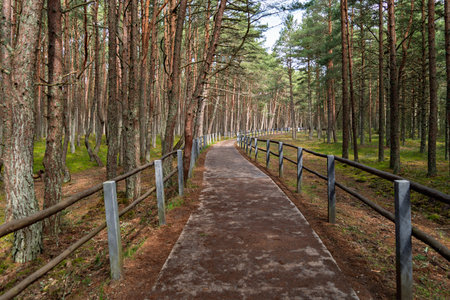 Sunlit forest path meanders through tall pine trees, wooden railings on both sides create a tranquil atmosphere for walking and relaxation.の写真素材
