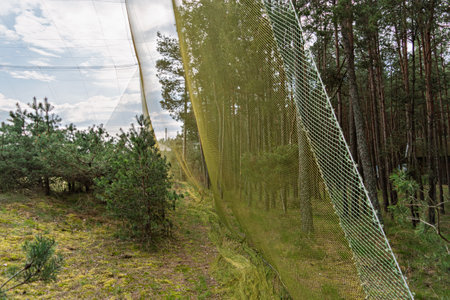 Tall ornithological mist net stretches through pine forest, blending with green foliage for bird monitoring and ecological research projects.の写真素材