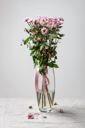Pink chrysanthemums in glass vase with ribbon, fallen petals on table suggest celebration at home in soft light.の写真素材