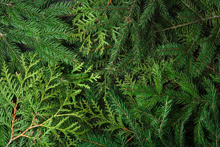 A rich natural background of mixed evergreen branches creates a textured seasonal surface with vibrant tones and detailed organic patterns.の写真素材