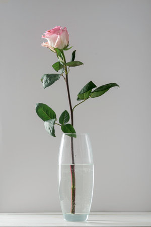 Single pink rose in clear glass vase with water stands on light background and is a symbol of romantic gesture and quiet gratitudeの写真素材