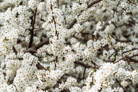 White spring blossoms fill branches in soft focus, creating natural floral background for seasonal greeting and wellness design.の写真素材