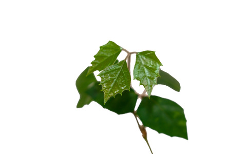 Dark green leaves of split-leaf philodendron the tropical foliage plant isolated on white backgroundの写真素材