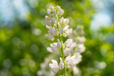 Beautifully blossomed lupine flowers and raindrops. Wildflowersの写真素材