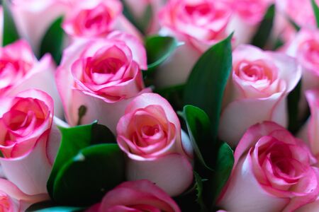 beautiful pink and cream roses bunch, backgroundの写真素材
