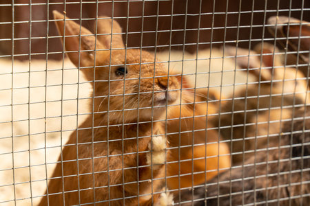 black, red, rabbits in a cage on the farm. animals and Pets on the farm.