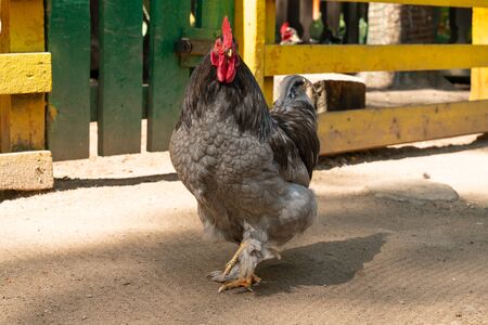 portrait of a bright beautiful cock with a red crest on a farm close-upの写真素材