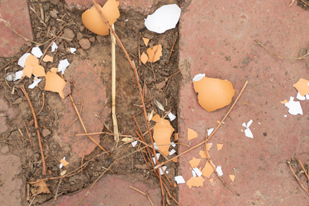 Eggshell on the stone floor close-up. chicken egg crushed. the feed for the chickens