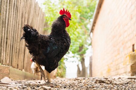 black rooster with red crest is walking in the yard. animals and birds on the farmの写真素材
