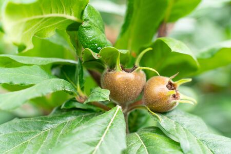 fruit plants medlar growing on a branch in the garden closeup.beautiful natural backgroundの写真素材