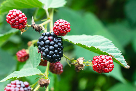ripe and unripe blackberries on the bush with selective focus. Bunch of berries. agriculture and the...