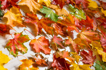 beautiful autumn background colorful maple leaves on wooden surface. design Wallpaper