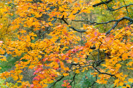 beautiful autumn background colorful leaves on tree branches. Wallpaper or desktop design