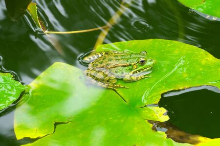 frog in a pond among the Lily leaves close up. animals of the wild. flora and faunaの写真素材