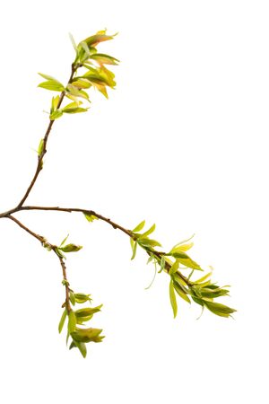 willow branch with young green leaves on a white isolated backgroundの写真素材