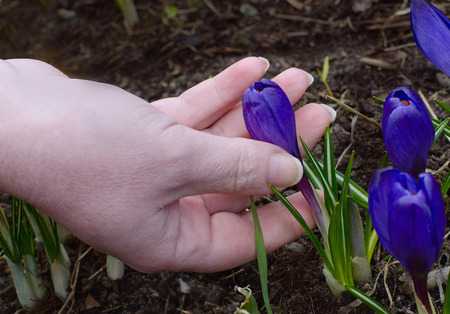 the female palm supports a flower of a blue crocusの写真素材