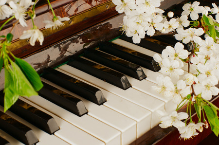branches with white flowers of cherry and green leaves lie on the piano keyboardの写真素材