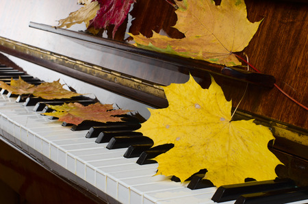 green, yellow, red leaves lie on piano keysの写真素材