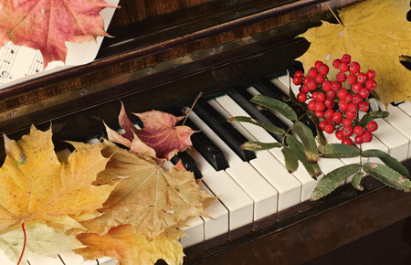 green, yellow, red leaves lie on piano keysの写真素材