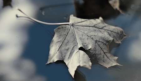 maple leaf on a windshield of the car in which the sky with clouds is reflected. A photo in vintage style.の写真素材