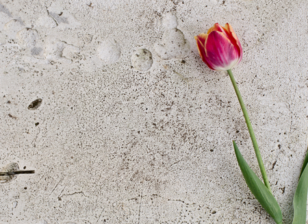 colorful Tulip flower lying on a white stone slab. There is a place for placing epitaphs.の写真素材