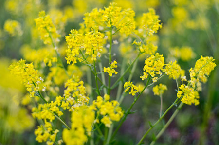 light yellow field yellow flower on blurred green background