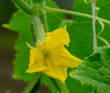 yellow flower with leaves and a small cucumberの写真素材