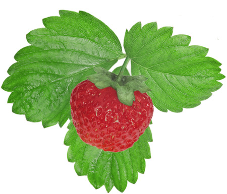 The bright red berry strawberry with green leaf isolated on white backgroundの写真素材