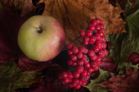 colorful maple leaves: yellow, red, green lie on the Matt black surface. On top of a bunch of Rowan berries and appleの写真素材
