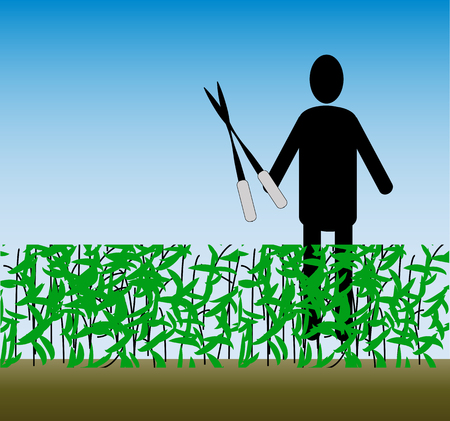 Clipart on the theme of working in the garden. Smooth line of shrub with green leaves in the foreground. In the background is a man with garden scissors. Against the light blue skyのイラスト素材