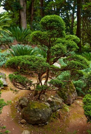 beautiful banzai tree in the gardenの写真素材