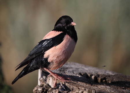 Starling on a tree stumpの写真素材