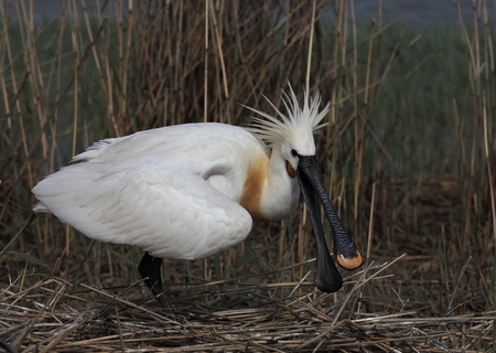 eurasian spoonbillの写真素材