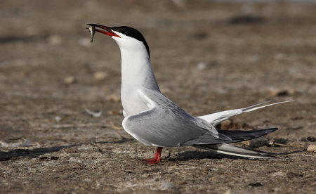 common ternの写真素材