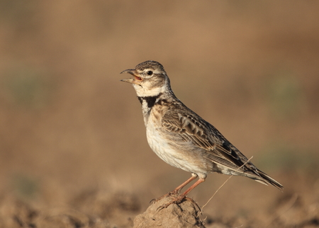 Lark in the Kalmyk steppeの写真素材