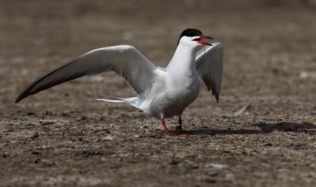 common ternの写真素材