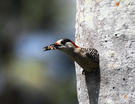 Cuban woodpeckerの写真素材